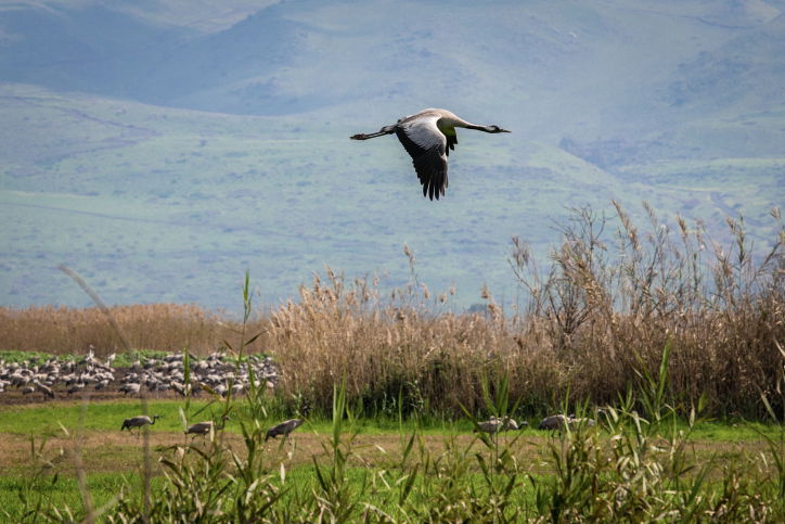 עגורים בעמק החולה