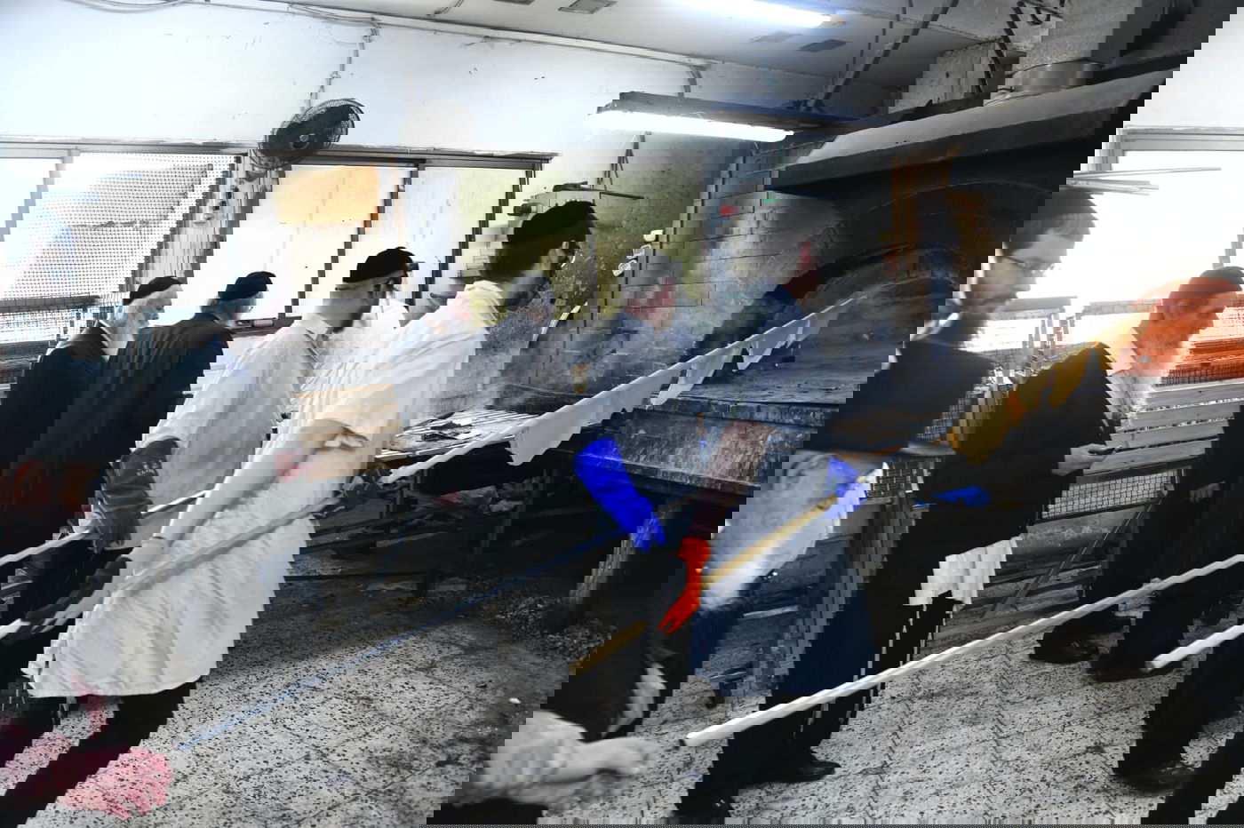 כך ה'חזונאישניקים' אופים מצות • תיעוד ענק