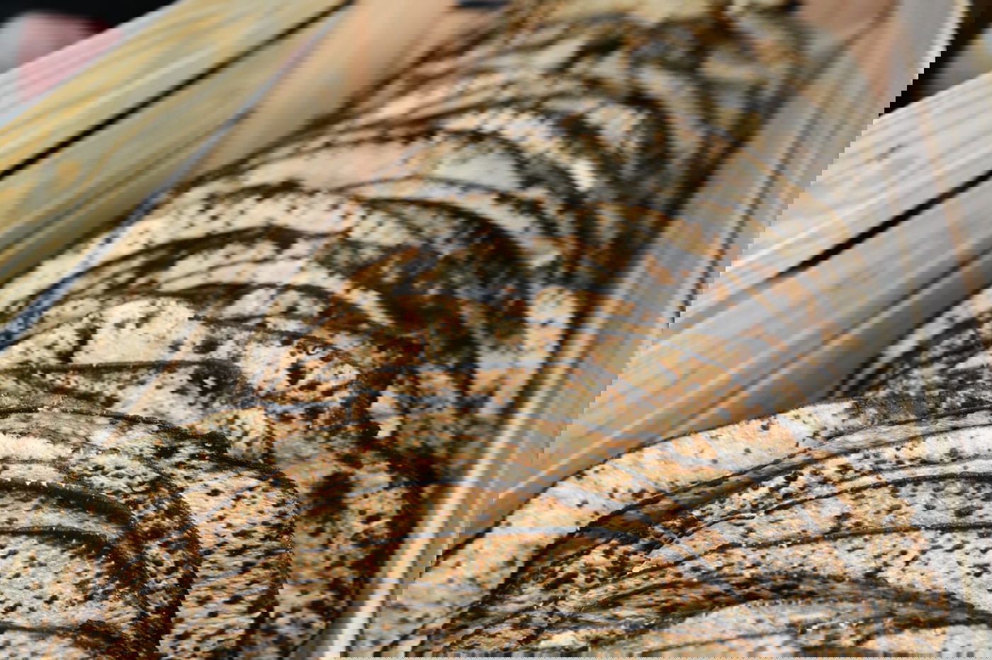 כך ה'חזונאישניקים' אופים מצות • תיעוד ענק