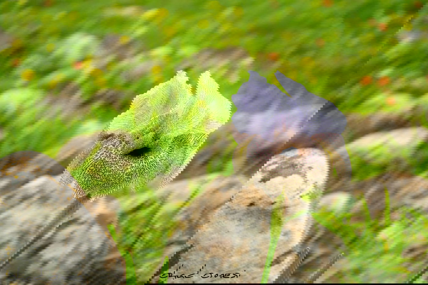 אירוס הגולן הראשון לעונה בצומת המפלים