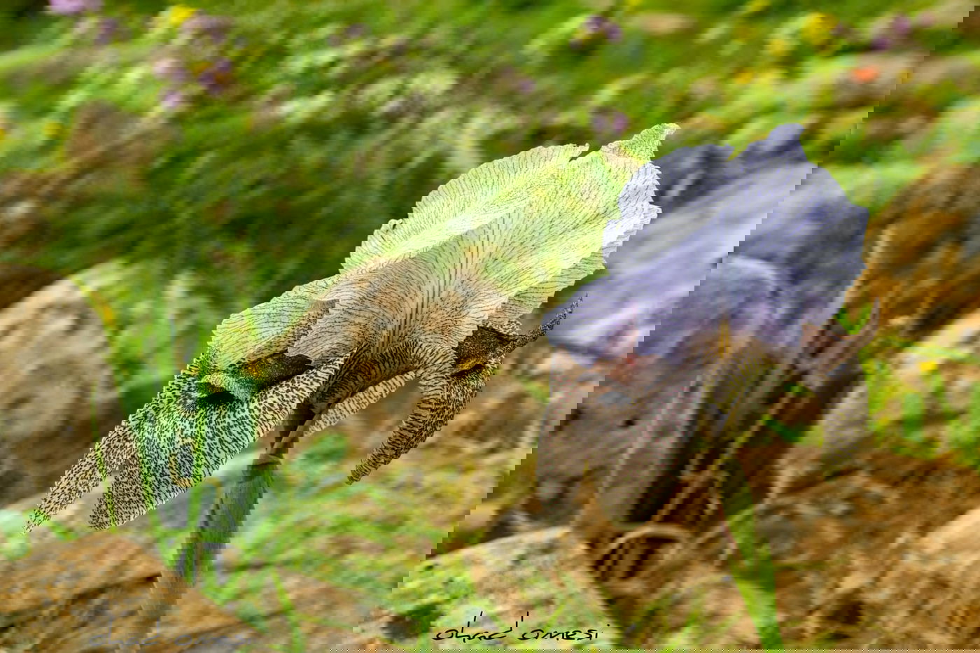 אירוס הגולן הראשון לעונה בצומת המפלים