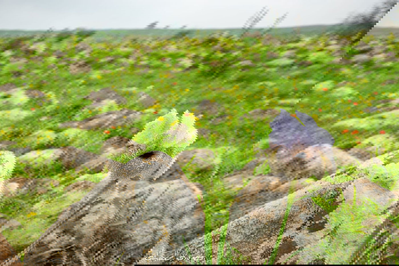 אירוס הגולן הראשון לעונה בצומת המפלים
