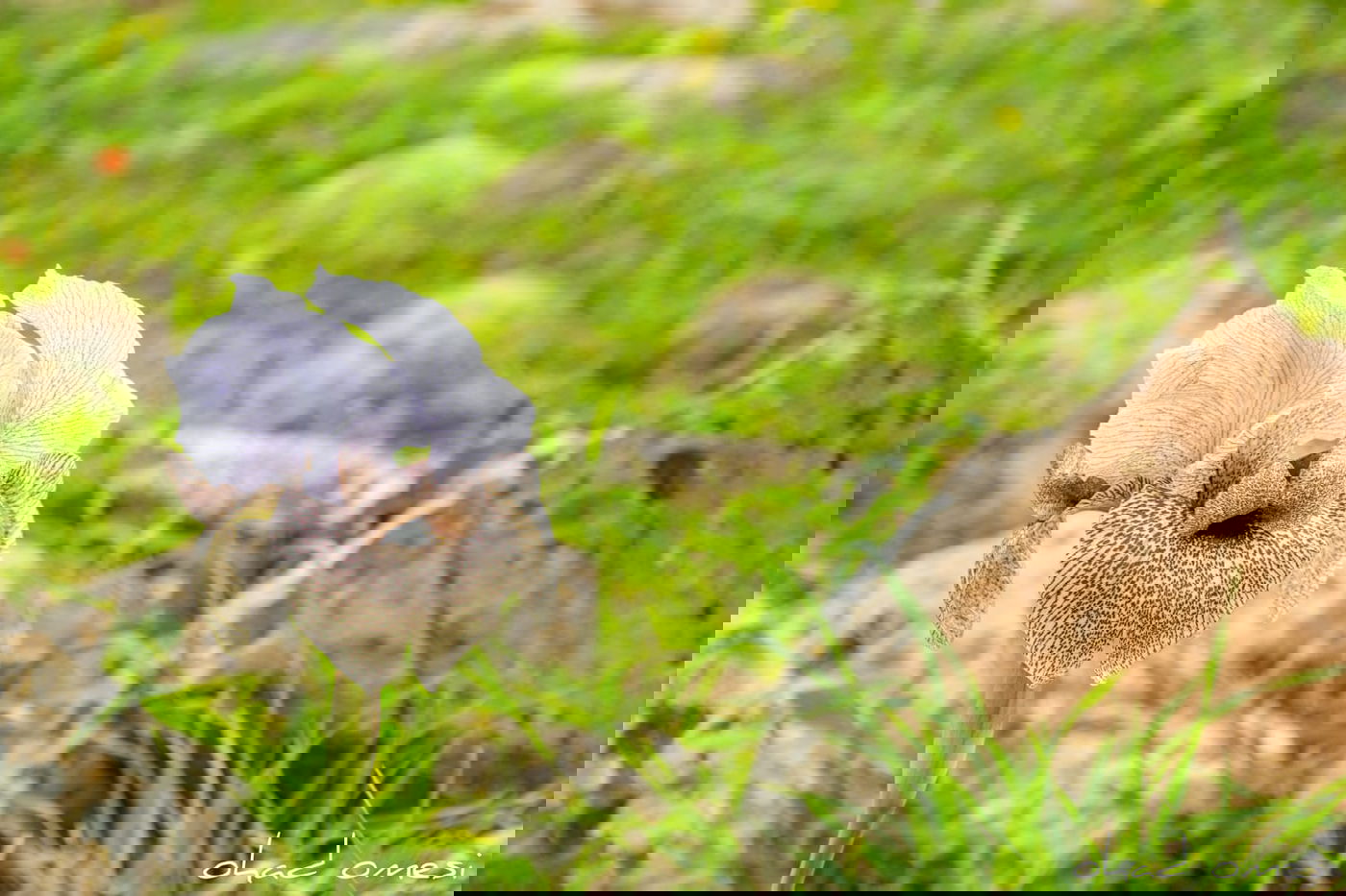 אירוס הגולן הראשון לעונה בצומת המפלים