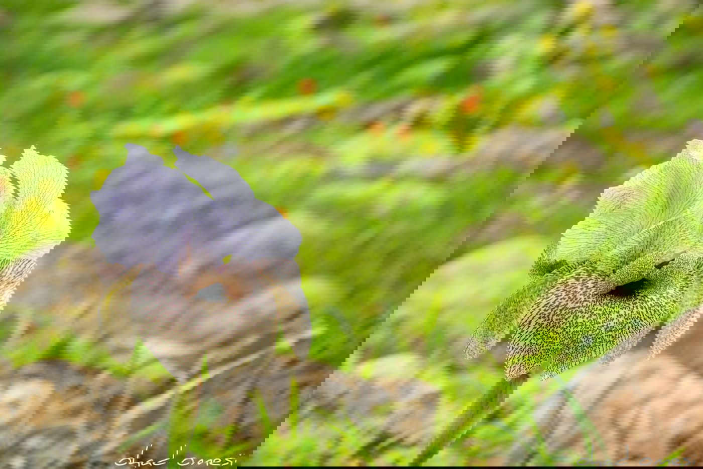 אירוס הגולן הראשון לעונה בצומת המפלים