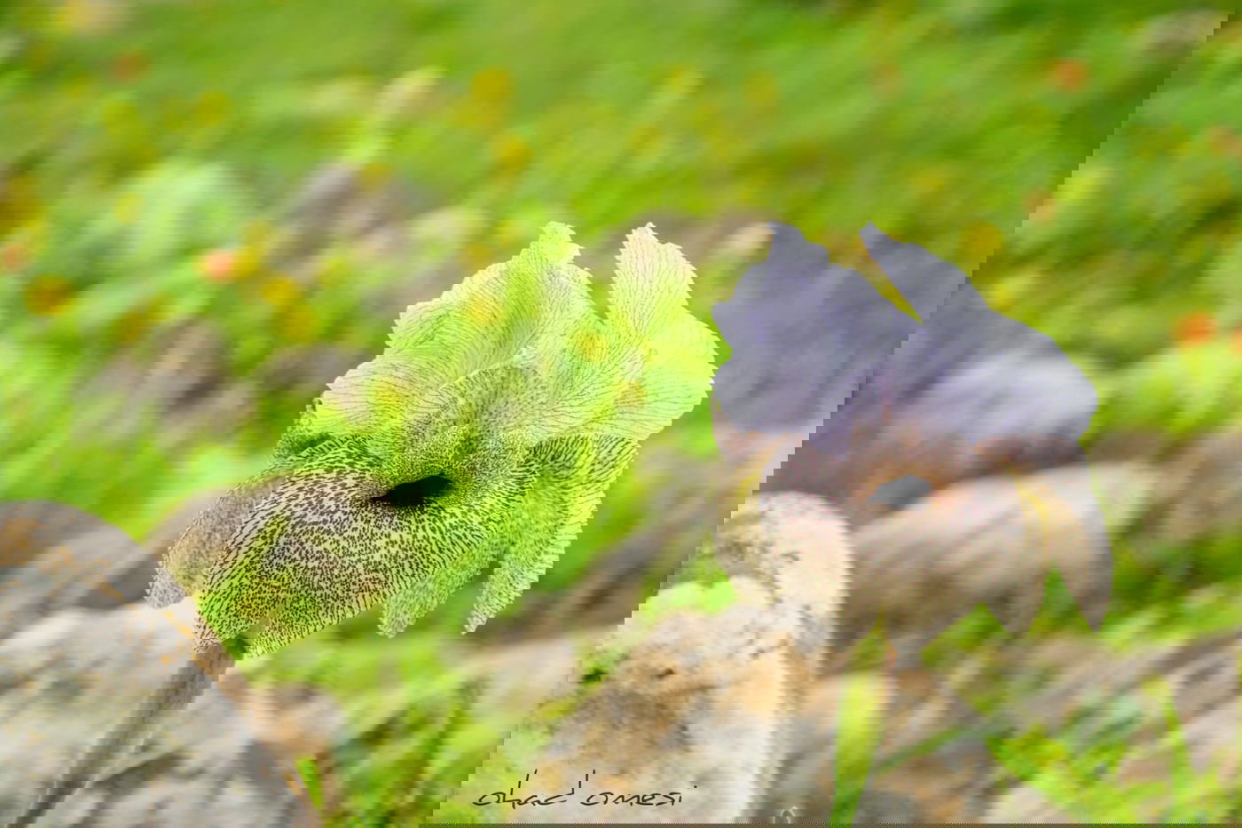 אירוס הגולן הראשון לעונה בצומת המפלים