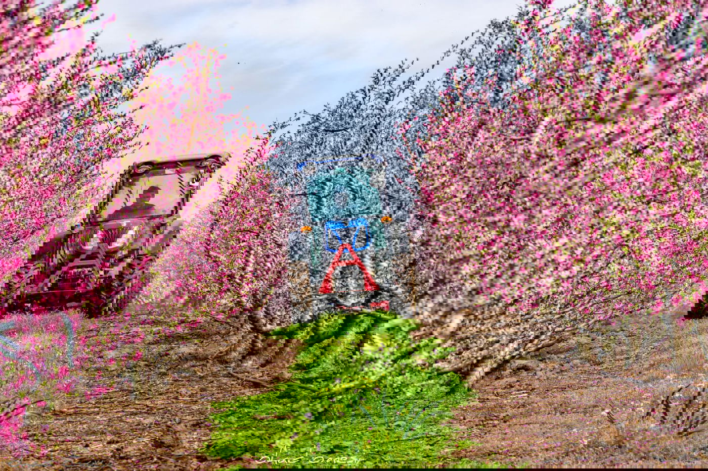 צפו: פריחת הנקטרינות ליד הר הגעש הרדום