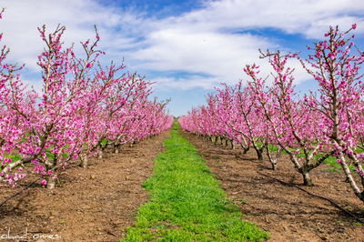 צפו: פריחת הנקטרינות ליד הר הגעש הרדום