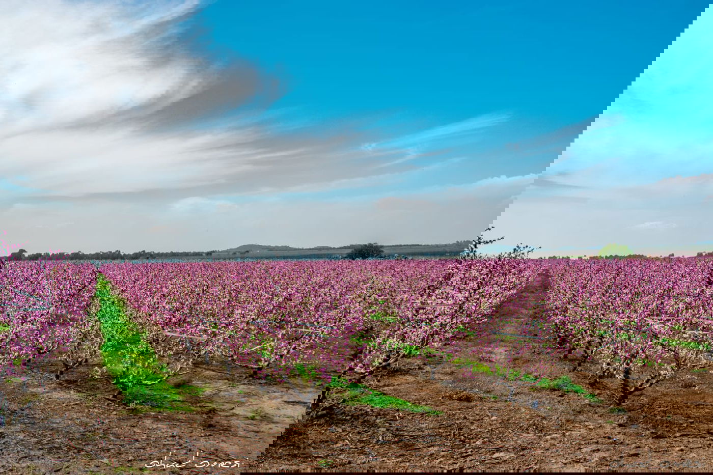 צפו: פריחת הנקטרינות ליד הר הגעש הרדום