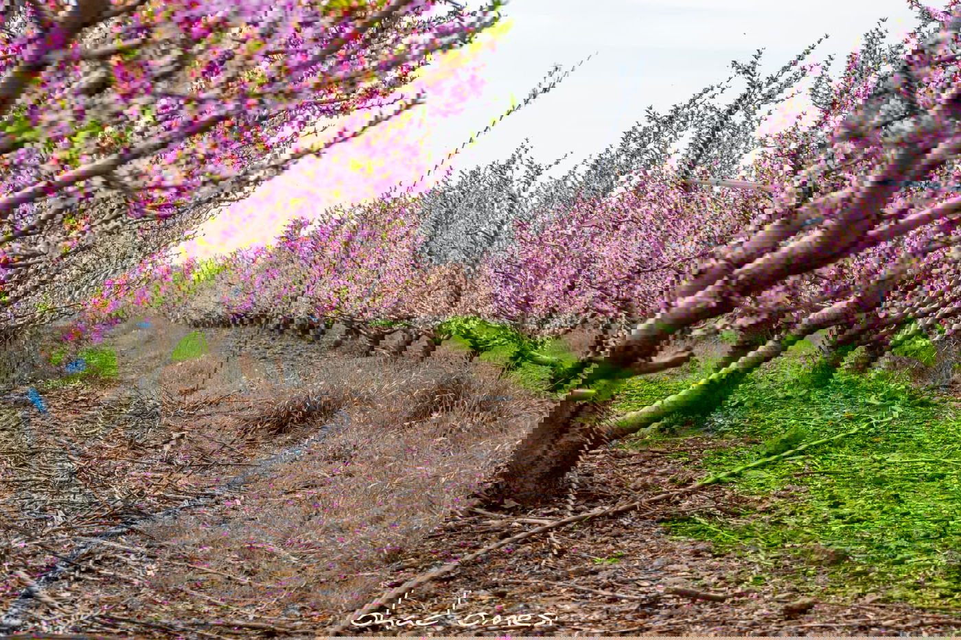צפו: פריחת הנקטרינות ליד הר הגעש הרדום