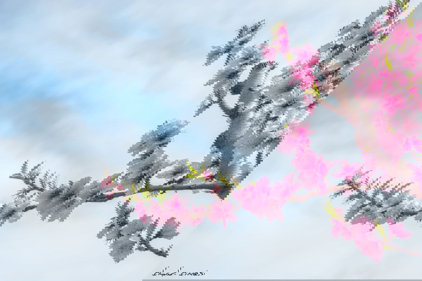 צפו: פריחת הנקטרינות ליד הר הגעש הרדום