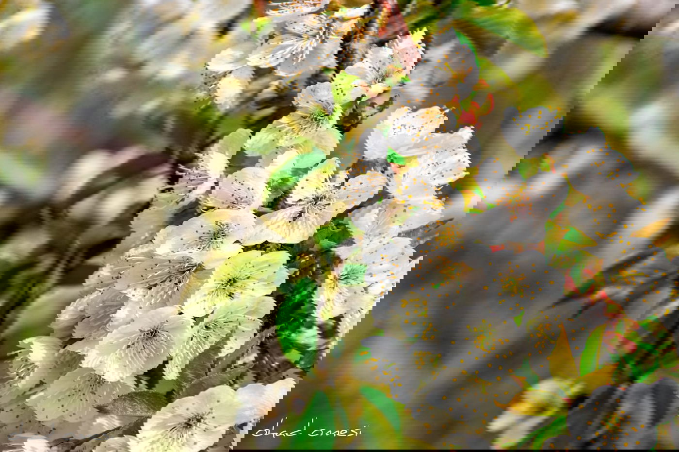 צפו: פריחת הנקטרינות ליד הר הגעש הרדום