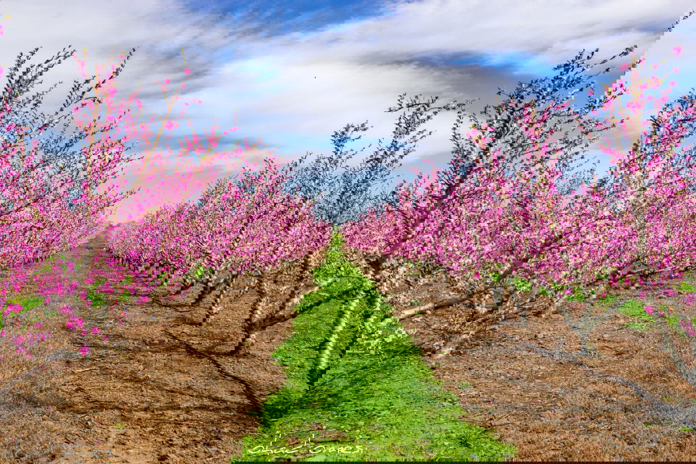 צפו: פריחת הנקטרינות ליד הר הגעש הרדום