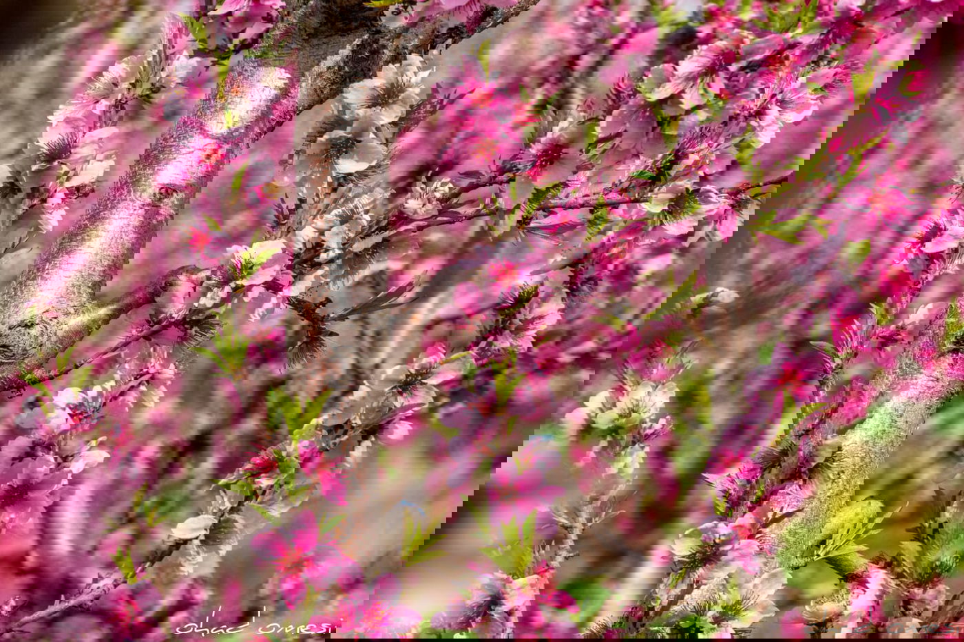 צפו: פריחת הנקטרינות ליד הר הגעש הרדום