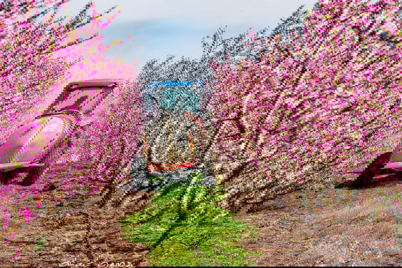 צפו: פריחת הנקטרינות ליד הר הגעש הרדום