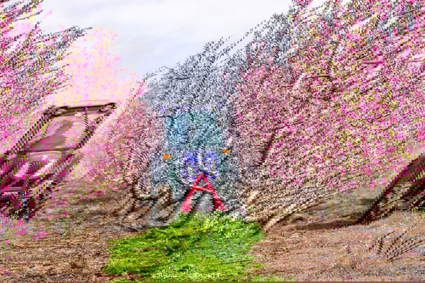 צפו: פריחת הנקטרינות ליד הר הגעש הרדום