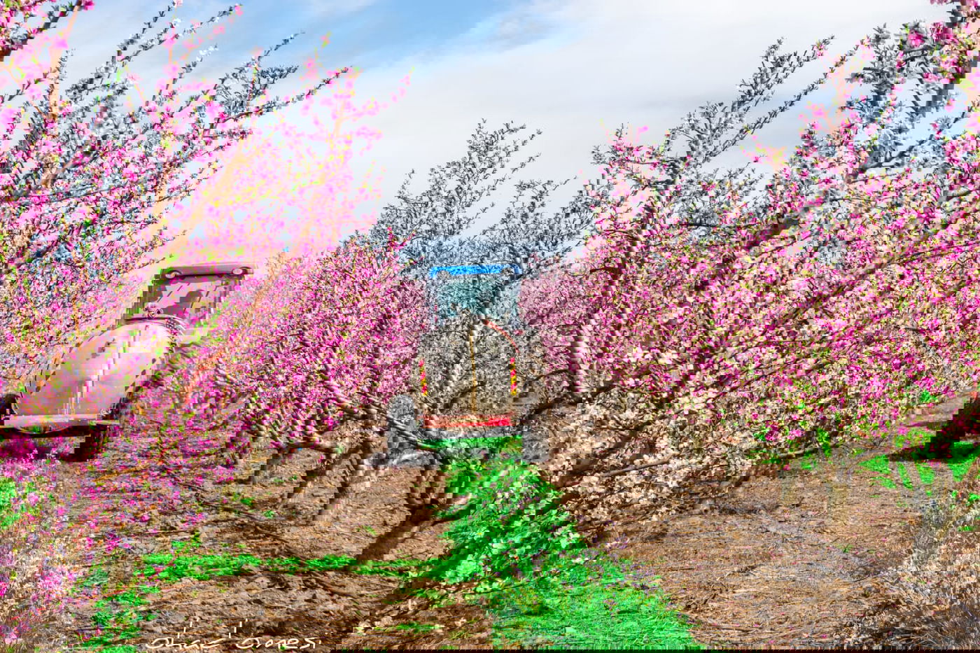 צפו: פריחת הנקטרינות ליד הר הגעש הרדום