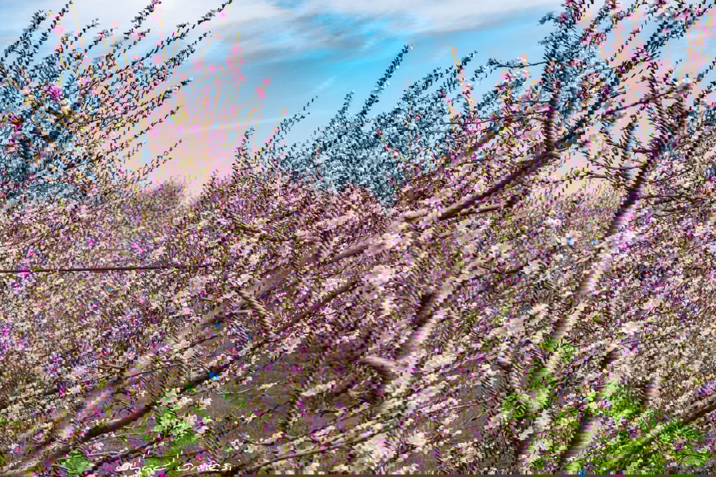 צפו: פריחת הנקטרינות ליד הר הגעש הרדום