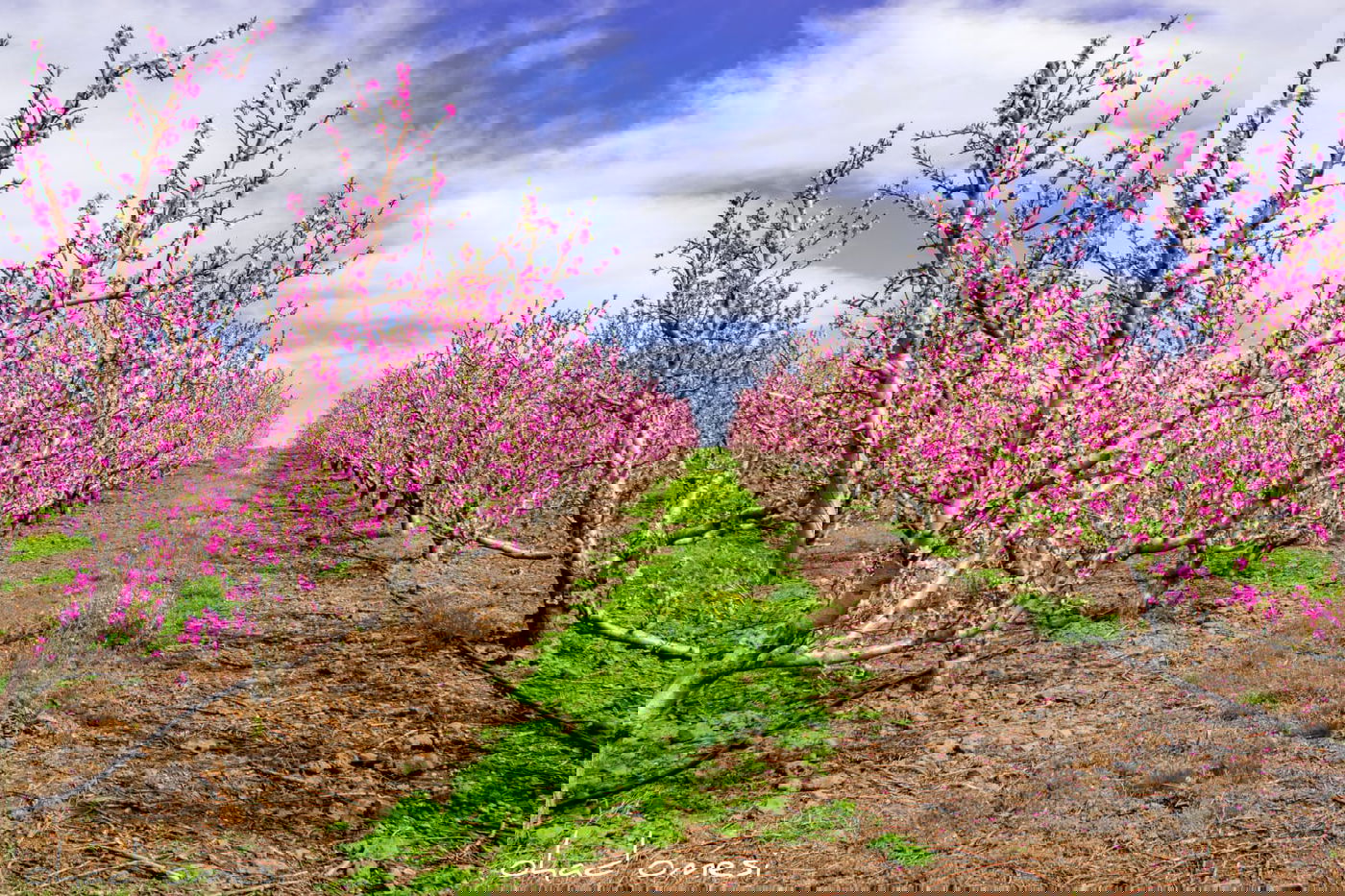 צפו: פריחת הנקטרינות ליד הר הגעש הרדום