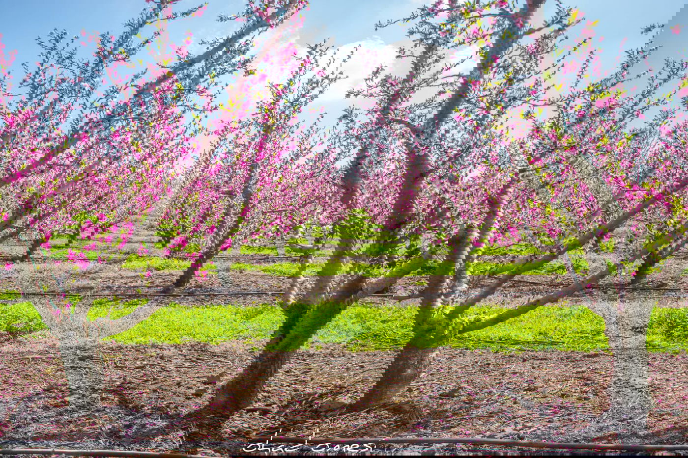 צפו: פריחת הנקטרינות ליד הר הגעש הרדום