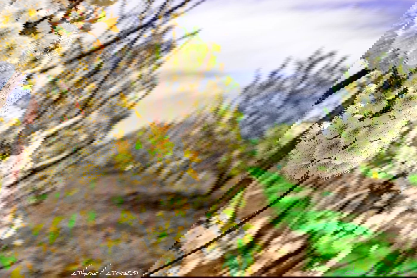 צפו: פריחת הנקטרינות ליד הר הגעש הרדום