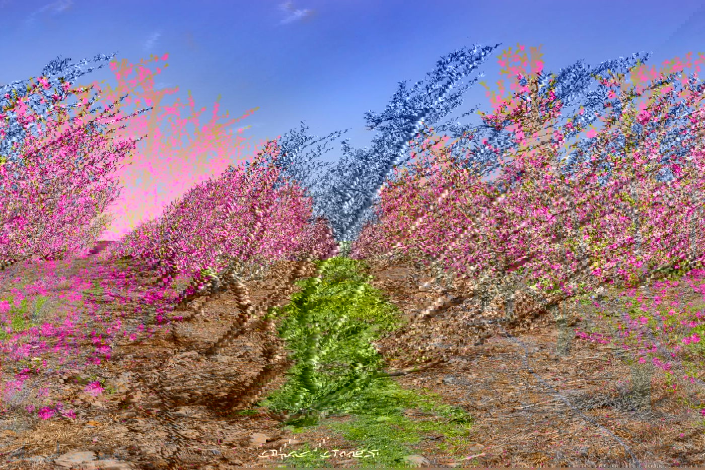 צפו: פריחת הנקטרינות ליד הר הגעש הרדום