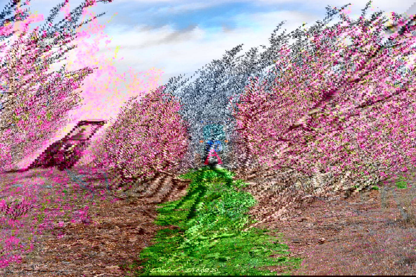 צפו: פריחת הנקטרינות ליד הר הגעש הרדום