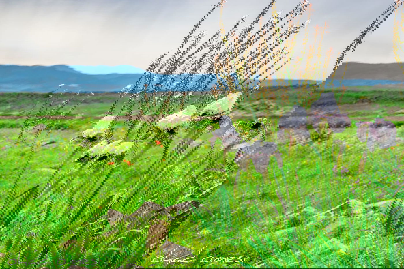 תיעוד: פריחת אירוס הגולן בצומת המפלים