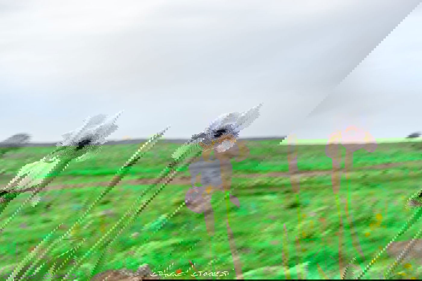 תיעוד: פריחת אירוס הגולן בצומת המפלים