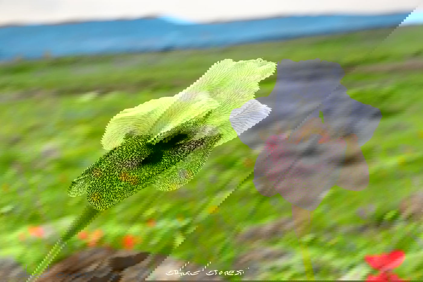 תיעוד: פריחת אירוס הגולן בצומת המפלים