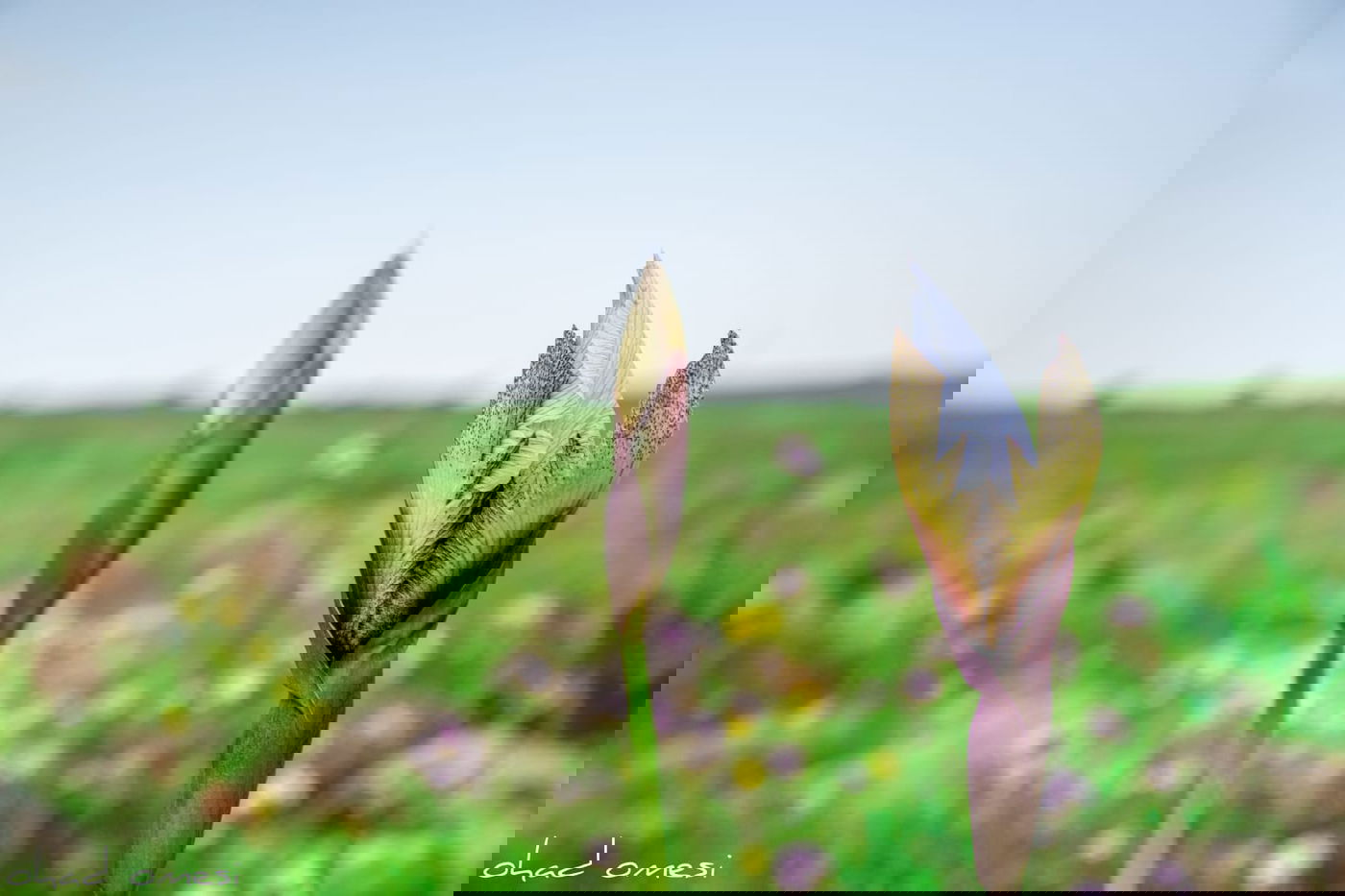 תיעוד: פריחת אירוס הגולן בצומת המפלים