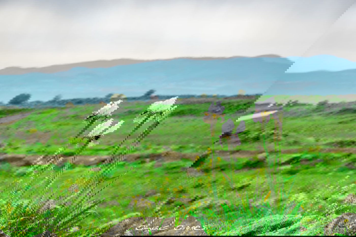 תיעוד: פריחת אירוס הגולן בצומת המפלים