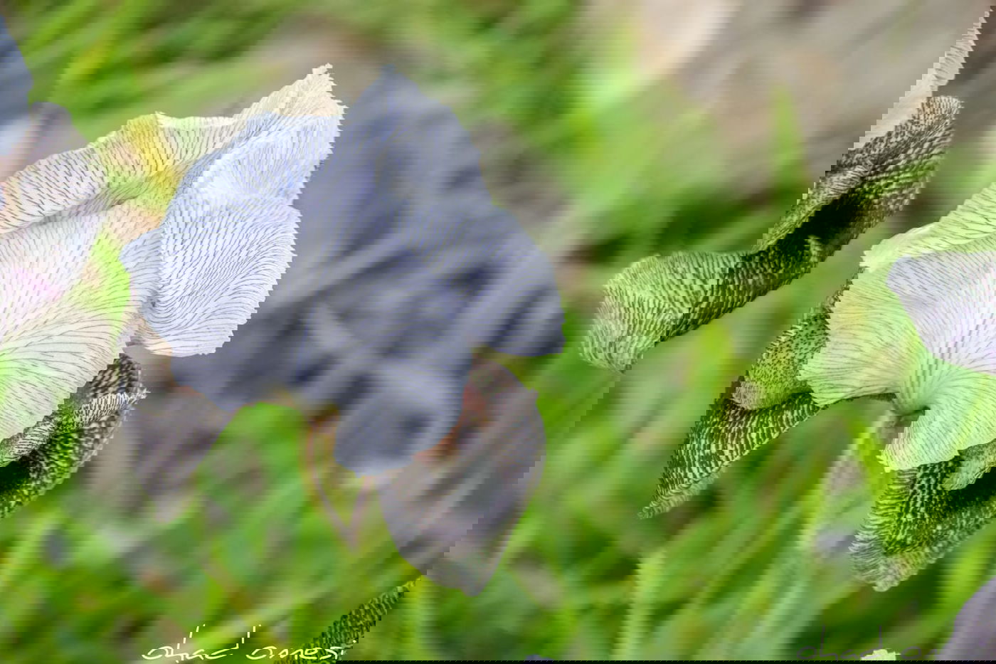 תיעוד: פריחת אירוס הגולן בצומת המפלים