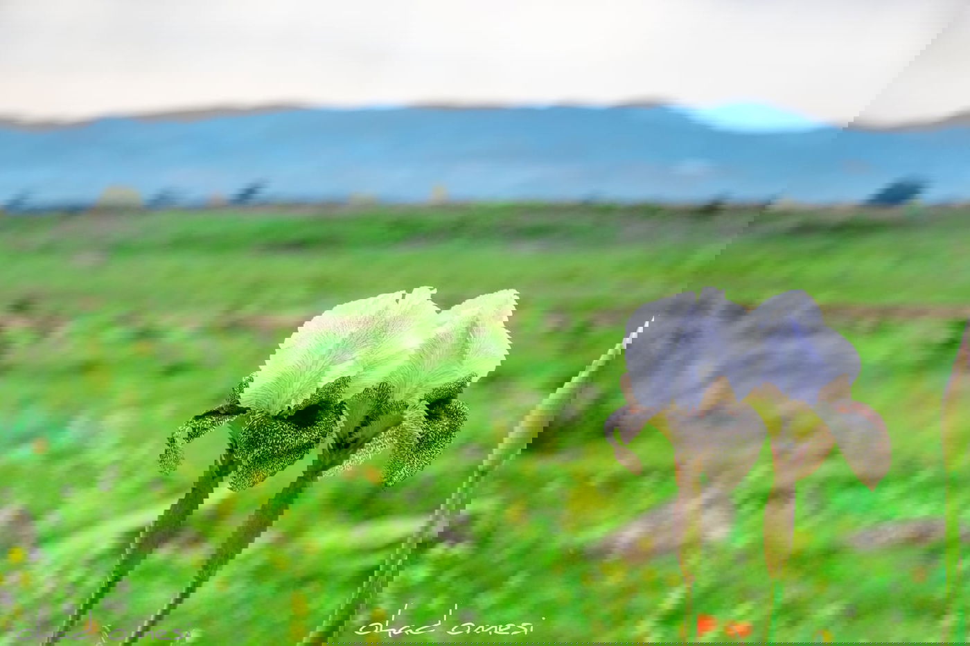 תיעוד: פריחת אירוס הגולן בצומת המפלים