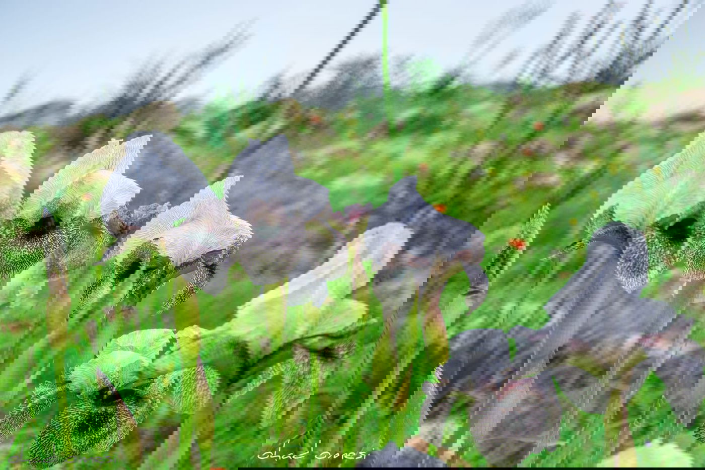 תיעוד: פריחת אירוס הגולן בצומת המפלים