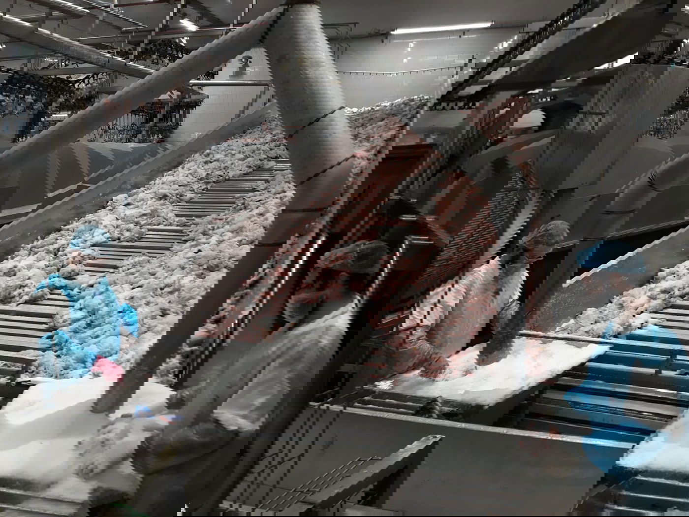 תיעוד מיוחד: שחיטת עופות בצל ההגבלות