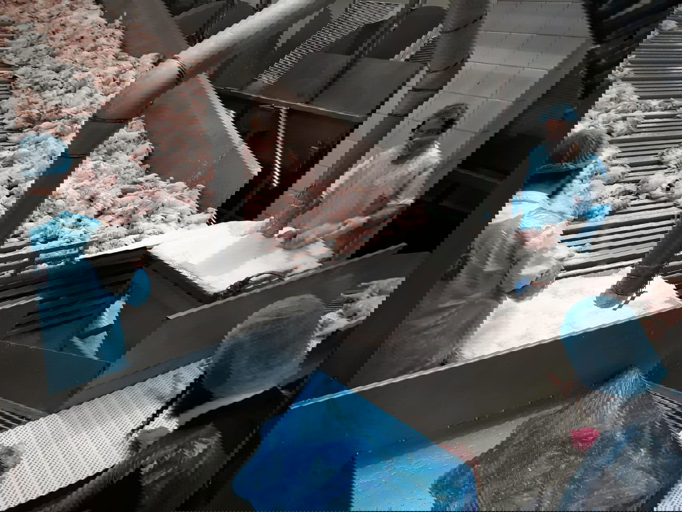 תיעוד מיוחד: שחיטת עופות בצל ההגבלות