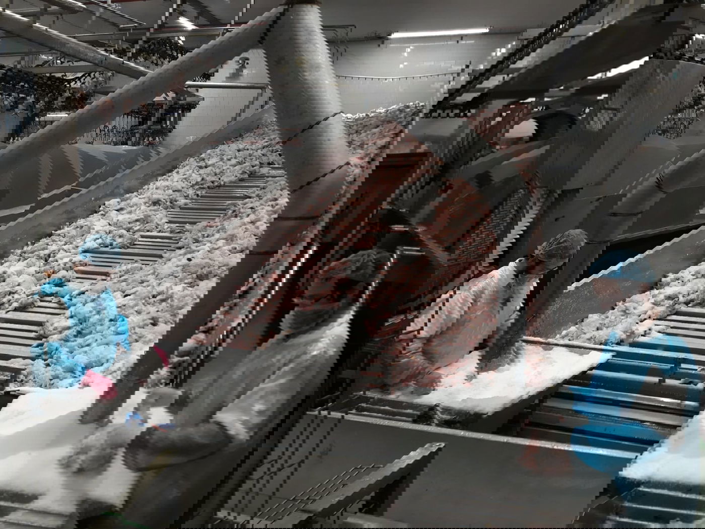 תיעוד מיוחד: שחיטת עופות בצל ההגבלות