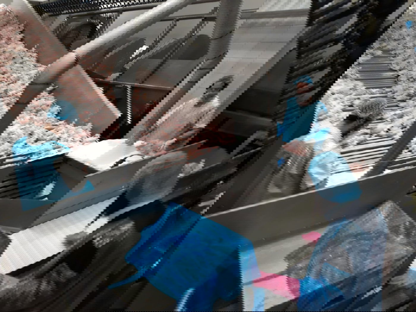 תיעוד מיוחד: שחיטת עופות בצל ההגבלות