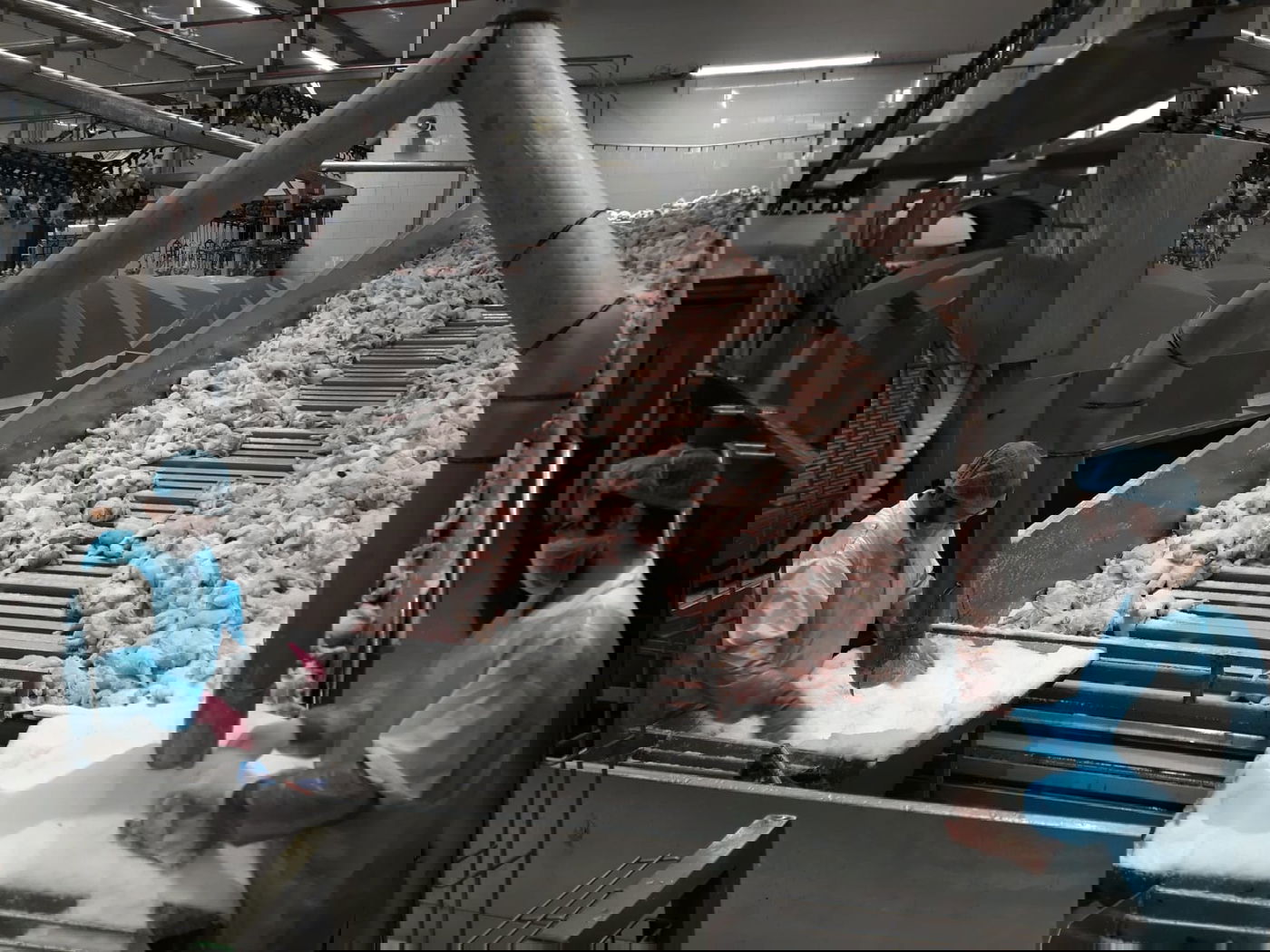 תיעוד מיוחד: שחיטת עופות בצל ההגבלות