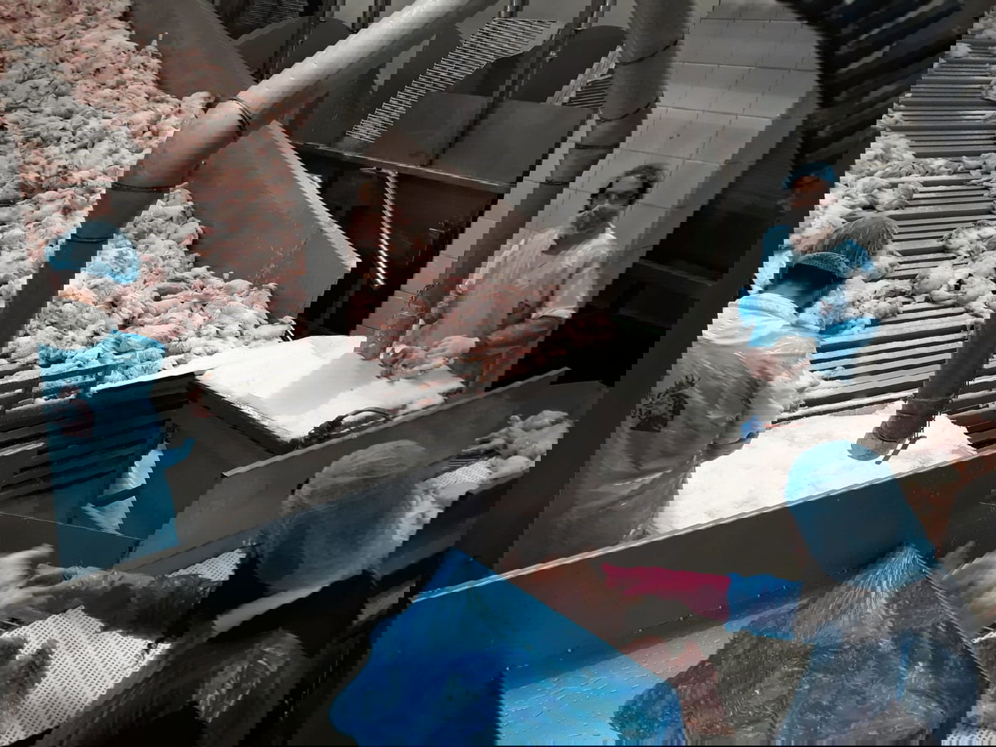 תיעוד מיוחד: שחיטת עופות בצל ההגבלות