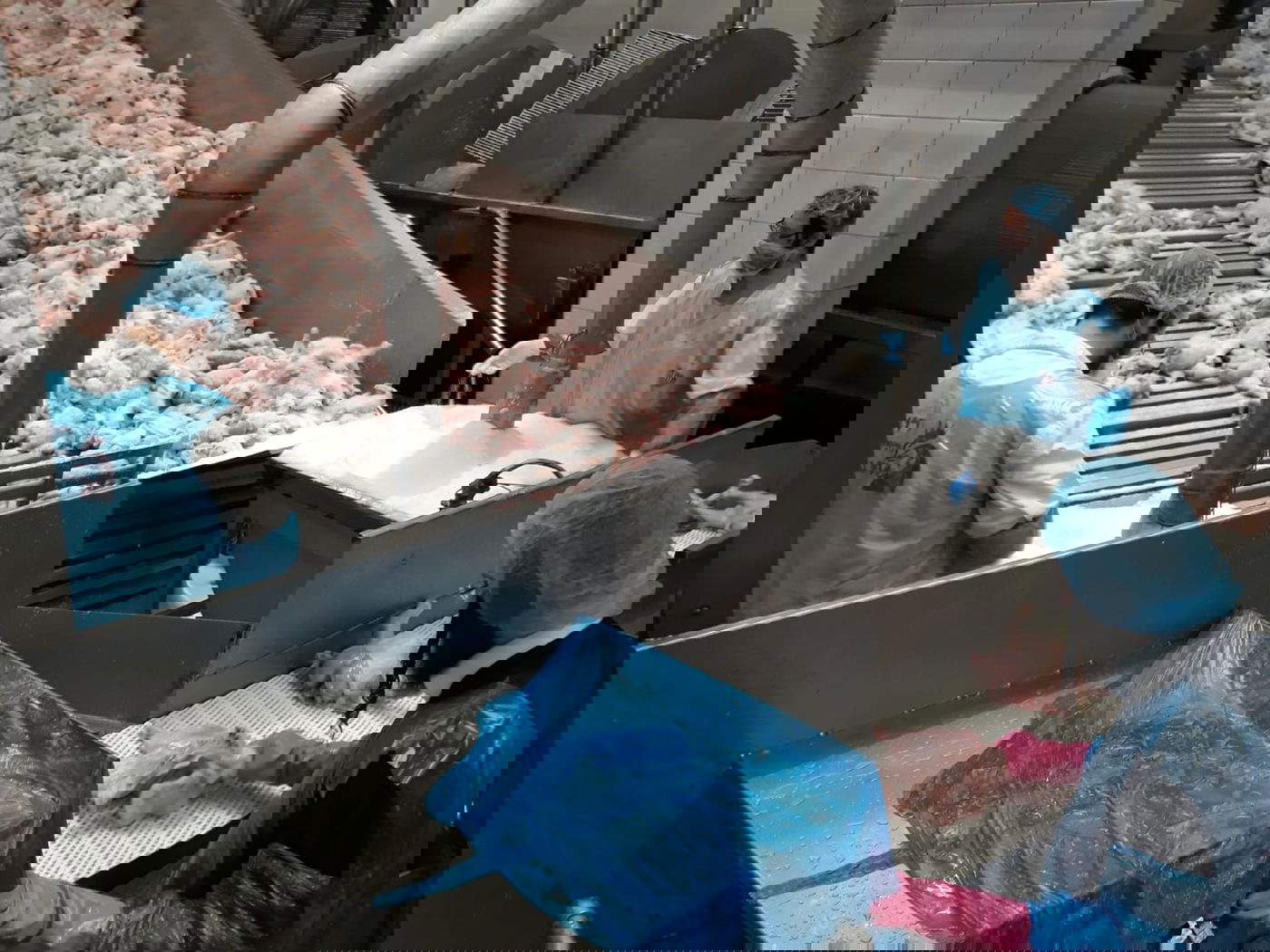 תיעוד מיוחד: שחיטת עופות בצל ההגבלות