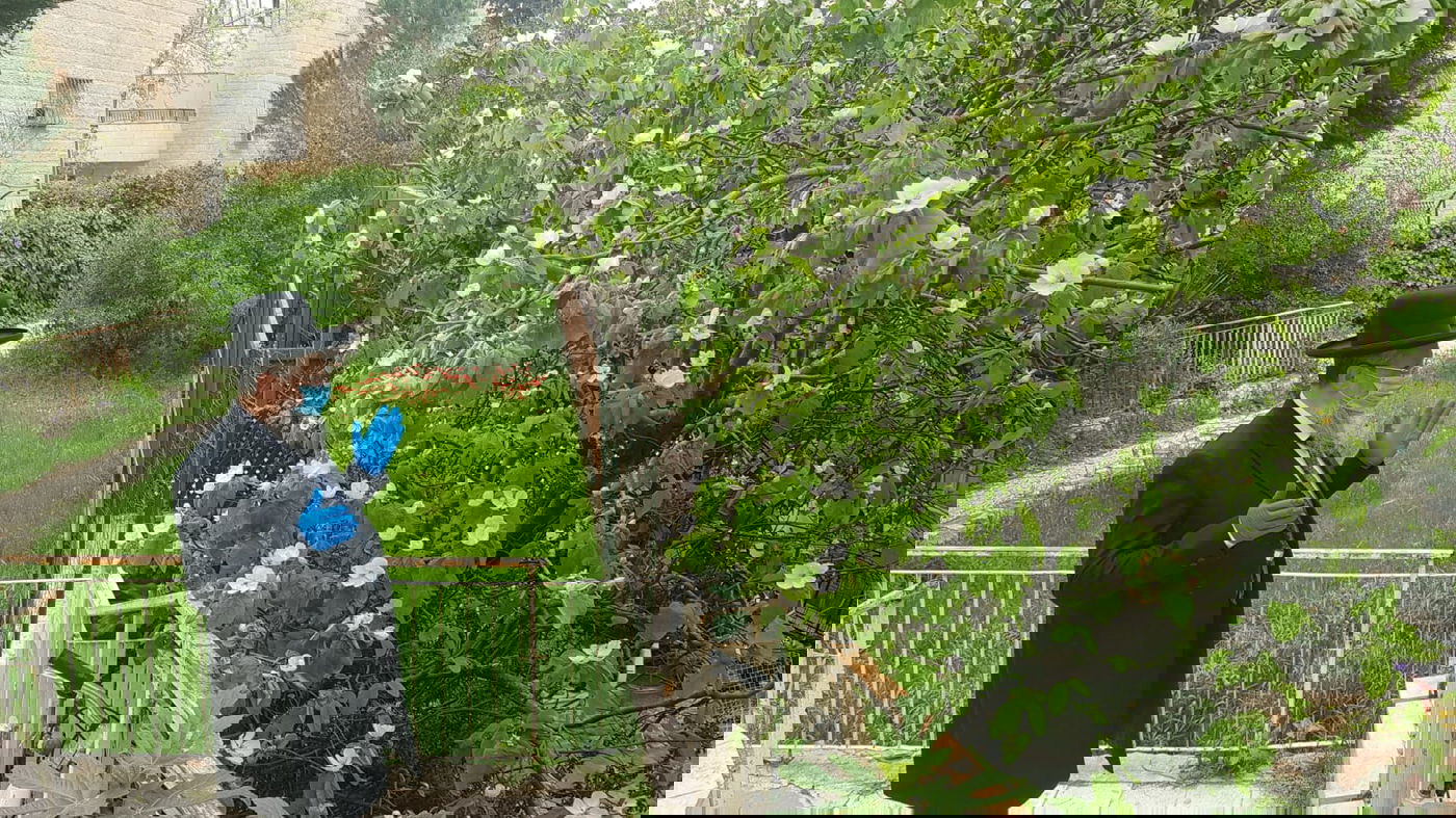 הגר"ד יוסף בירך על האילנות עם כפפות ומסיכה