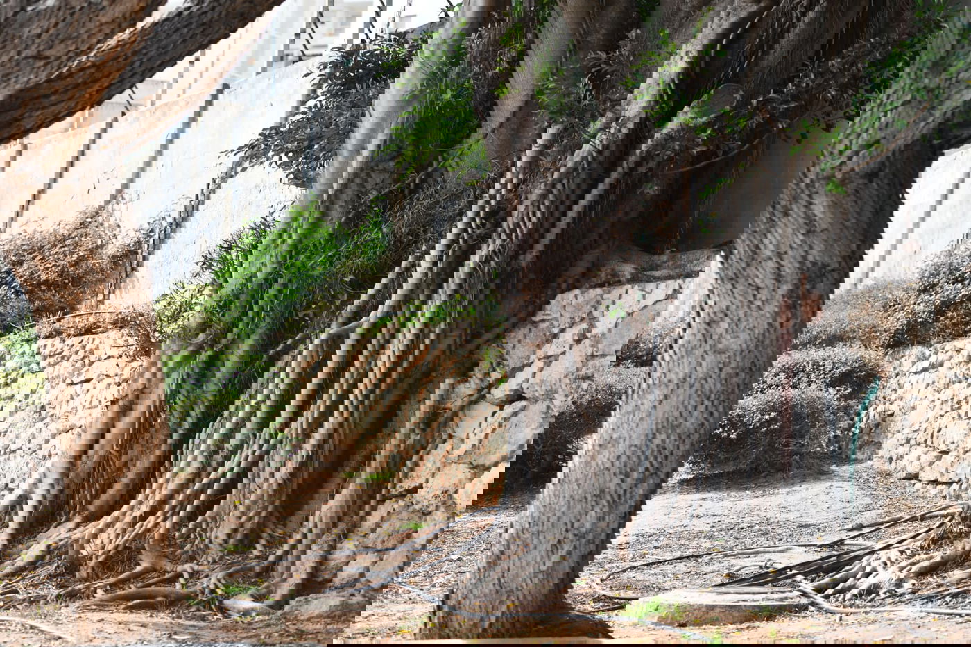 גלריה מרמת גן - בצל נגיף הקורונה • צפו