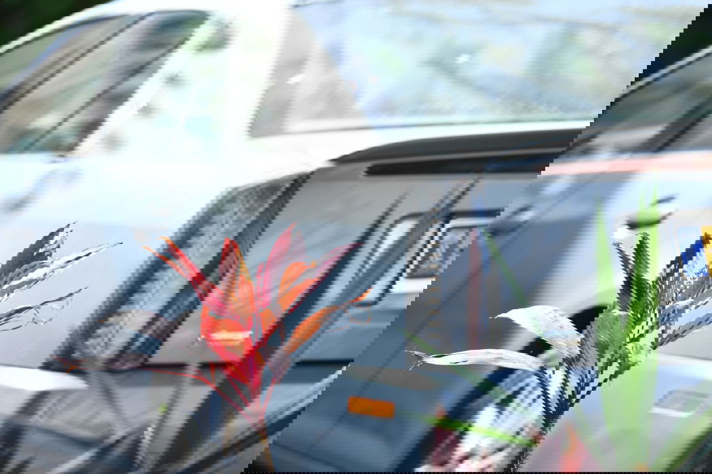 גלריה מרמת גן - בצל נגיף הקורונה • צפו