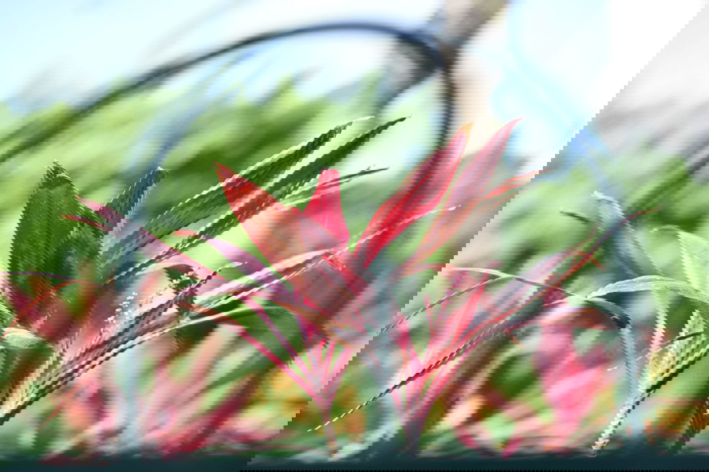 גלריה מרמת גן - בצל נגיף הקורונה • צפו