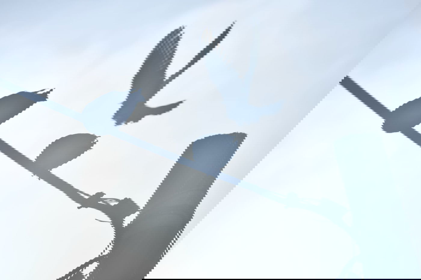 גלריה מרמת גן - בצל נגיף הקורונה • צפו