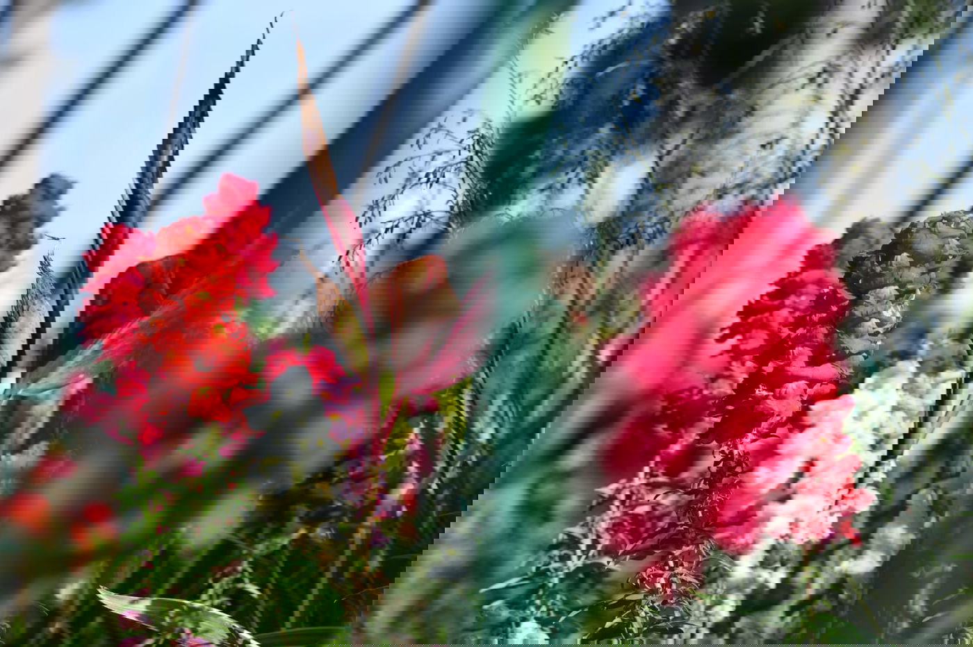 גלריה מרמת גן - בצל נגיף הקורונה • צפו