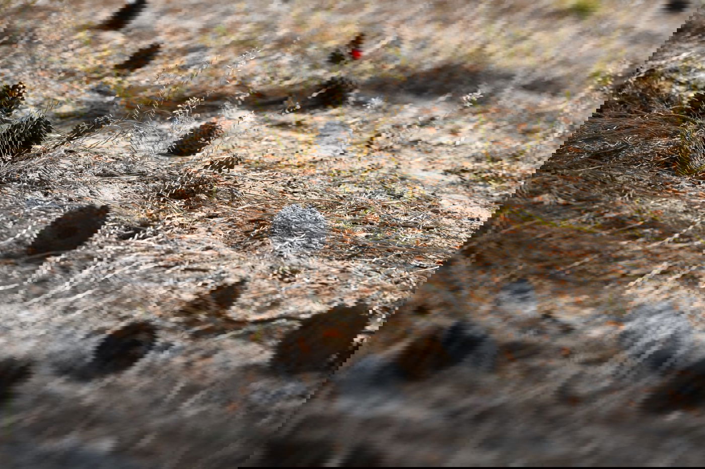 גלריה מרמת גן - בצל נגיף הקורונה • צפו