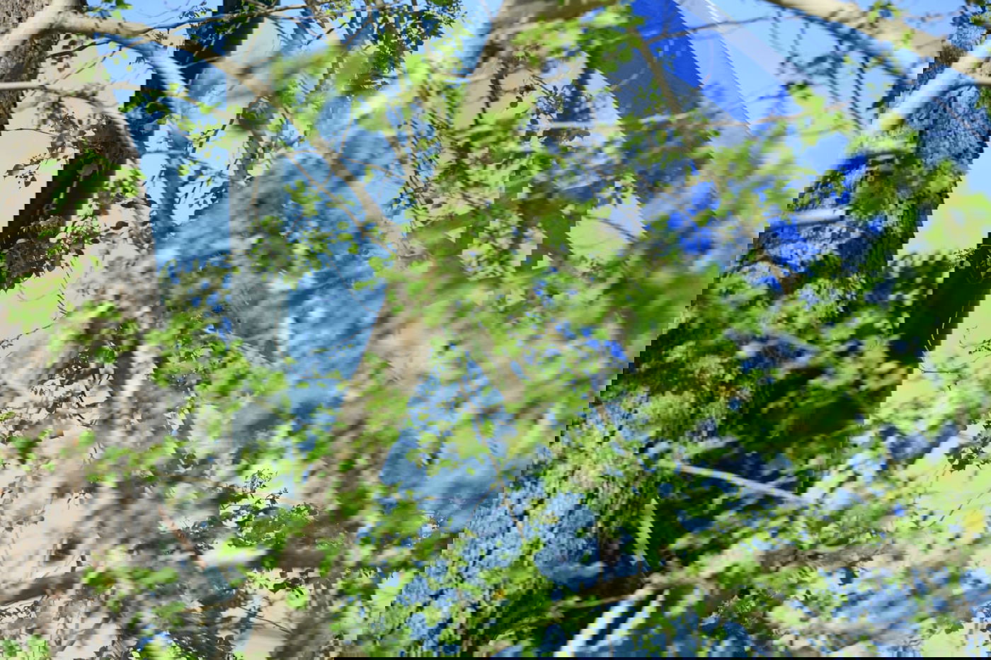 גלריה מרמת גן - בצל נגיף הקורונה • צפו