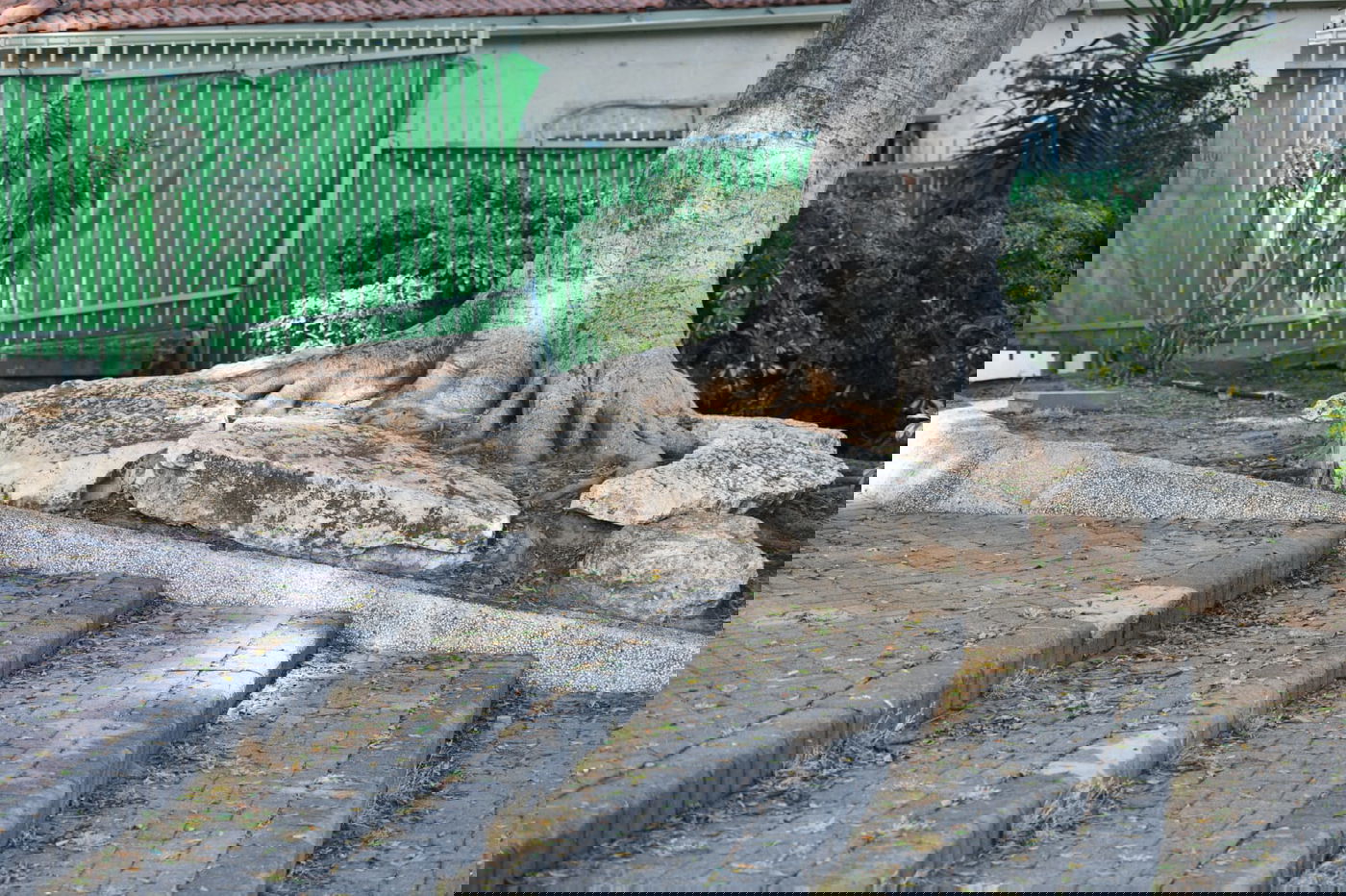 גלריה מרמת גן - בצל נגיף הקורונה • צפו